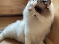 -猫腻·猫咖·撸猫馆(星光大道店)