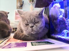 -平行世界·猫咖(首经贸店)
