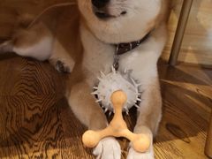 -柴务处·柴犬主题狗咖