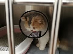 -艾贝尔宠物医院 ·中兽医·宠保定点(北门桥店)