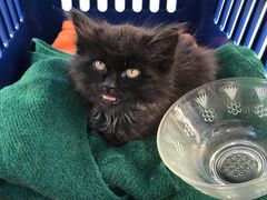 -艾贝尔宠物医院·24H转诊中心·肿瘤猫专科(江宁双龙店)