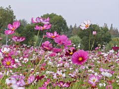 -顾村公园
