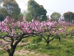 -南汇桃花村