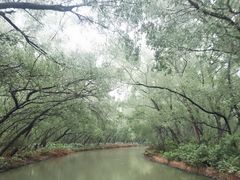 -大湾区中央湿地公园