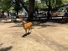 -奈良公园