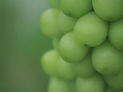 -CoCo都可(搜秀城店)