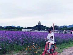 -北京东方普罗旺斯薰衣草庄园