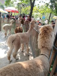 -萌宠亲子动物乐园(槐房万达店)