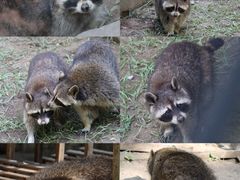 -青藏高原野生动物园