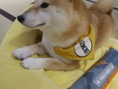 -逗柴咖啡屋·狗咖猫咖宠物桌游