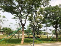 -王借岗森林公园
