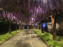 -嘉定紫藤园