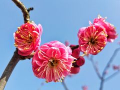 -莘庄梅园