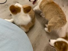 -浣熊柯尔鸭土拨鼠·电玩咖