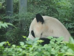 -成都动物园