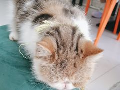 -平行世界·猫咖(首经贸店)