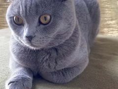 -米苏动物医院·犬猫专科·骨科外科内窥镜
