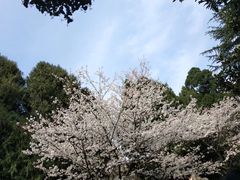 -武汉大学-樱园