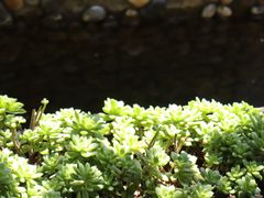 -炊烟餐厅