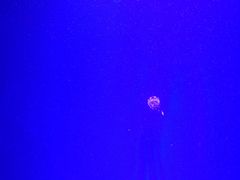 -芜湖新华联大白鲸海洋公园