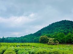 -中国茶叶博物馆(双峰馆区)