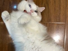 -绒爪撸猫下午茶·猫咖