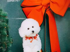 -超宠爱宠物摄影-Super pet