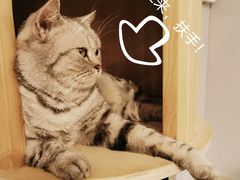 -Heymao猫咖.咖啡厅(东门店)