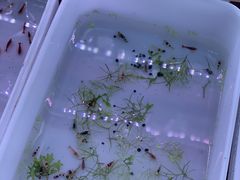 -华声天桥民俗文化园