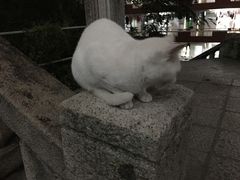 -猫咪博物馆(顶澳仔猫街店)