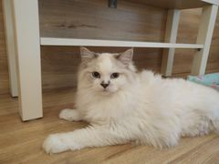 -滚猫咖啡·猫咖·猫友好撸猫(未来城店)
