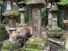 -奈良公园