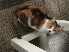 Anne猫窝咖啡屋-Anne猫窝咖啡屋