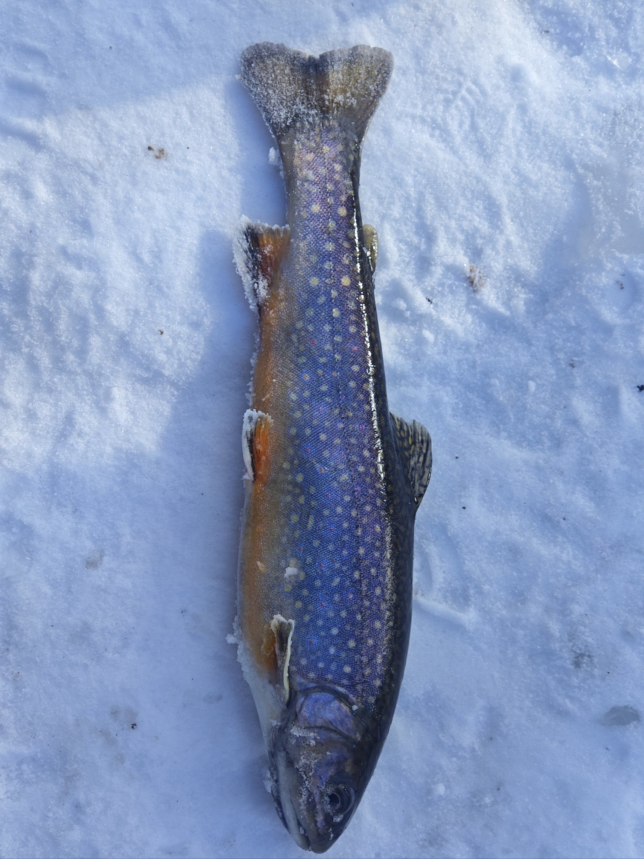 收货七彩鲑鱼的快乐