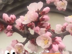 -北京鹫峰国家森林公园