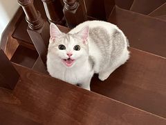 -猫大福·Fortune Cat猫舍(百子湾店)