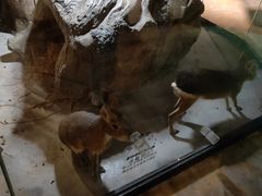 -zoonana室内动物园(东方福来德店)