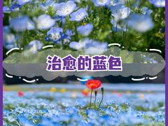 -花开海上生态园