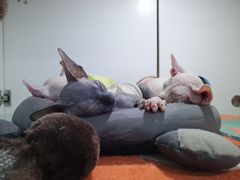 -糯米喵星人·撸猫猫舍咖啡馆(西市场嘉华店)