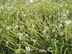 -天津东丽湖风景区