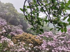 -梧桐山风景名胜区