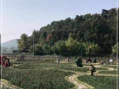 -千年银杏谷文化旅游区