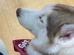 -Husky Go! 哈士奇体验馆·宠物咖啡厅狗咖