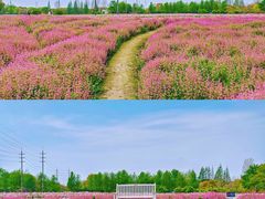 -花开海上生态园