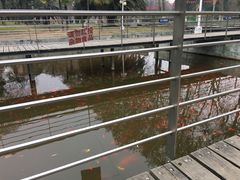 高密度jin yu水塘-解放公园