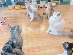 -momokira米努特·德文卷毛猫·棉花面纱犬