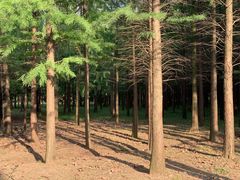 -蜀冈西峰生态公园