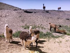 -新疆天山野生动物园