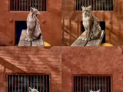 -青藏高原野生动物园