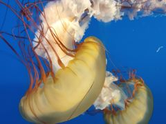 -太平洋海底世界